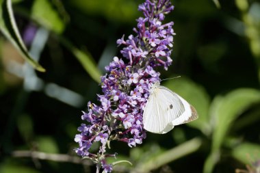 Büyük beyaz kelebek (Pieris brassicae) İsviçre 'nin Zürih kentinde yaz leylağına tünemiştir.