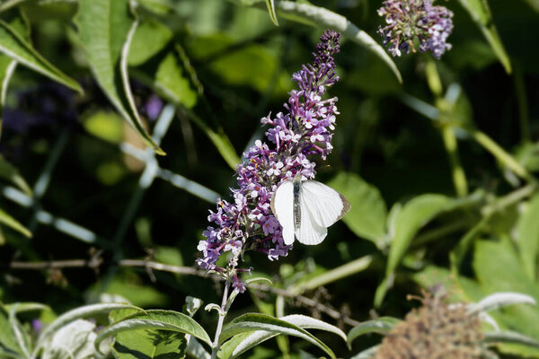 Large white butterfly (Pieris brassicae) perched on summer lilac in Zurich, Switzerland