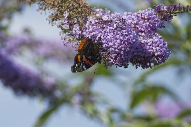 Kızıl Amiral Kelebeği (Vanessa Atalanta) İsviçre 'nin Zürih kentinde yaz leylağına tünemiştir.