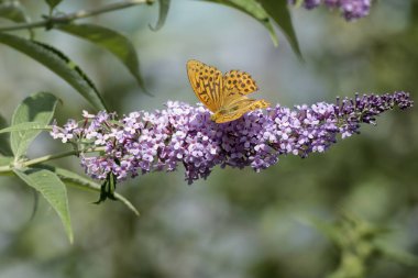 İsviçre 'nin Zürih kentinde yaz leylağı üzerinde oturan gümüş renkli Fritillary (Argynnis paphia) kelebeği