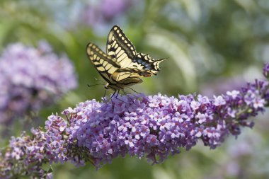 Eski Dünya Kırlangıç Kuyruğu (