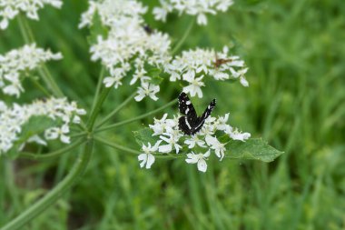 Harita kelebeği (Araschnia levana) İsviçre, Zürih 'te beyaz bir çiçek üzerinde oturuyor