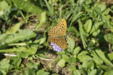 İsviçre 'nin Zürih şehrinde gümüş yıkanmış Fritiller Kelebeği (Argynnis paphia) küçük bir kabuğun üzerinde oturmaktadır.