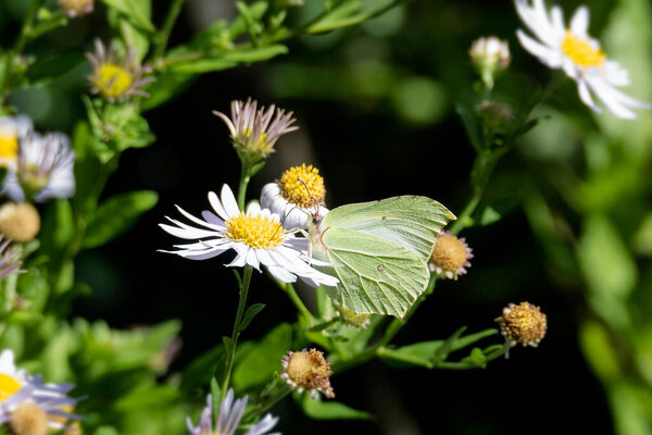 Common brimstone butterfly (Gonepteryx rhamni) sitting on a white daisy in Zurich, Switzerland