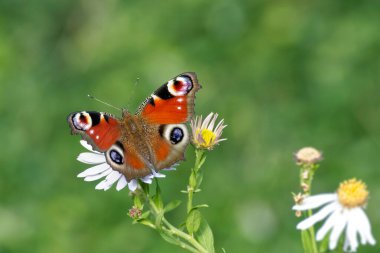 Avrupa tavus kuşu kelebeği (Aglais io) İsviçre, Zürih 'te bir papatyanın üzerinde oturuyor