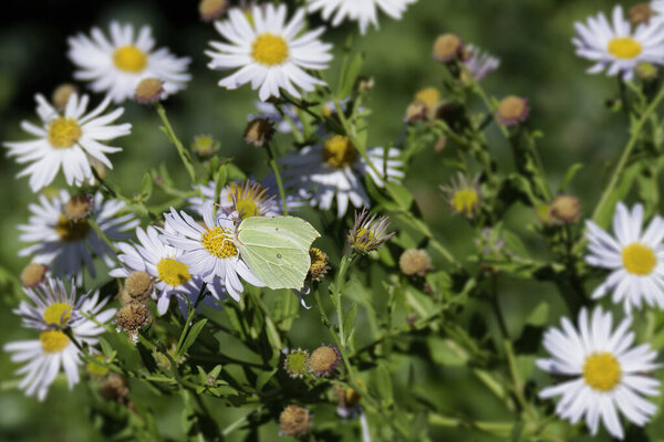 Common brimstone butterfly (Gonepteryx rhamni) sitting on a white daisy in Zurich, Switzerland