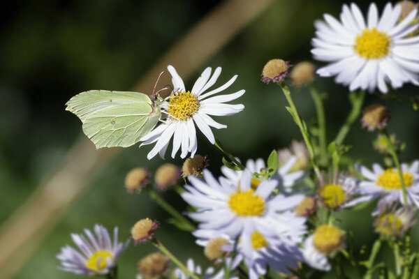Common brimstone butterfly (Gonepteryx rhamni) sitting on a white daisy in Zurich, Switzerland