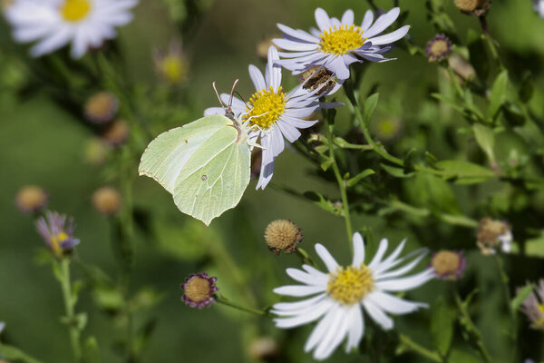 Common brimstone butterfly (Gonepteryx rhamni) sitting on a white daisy in Zurich, Switzerland