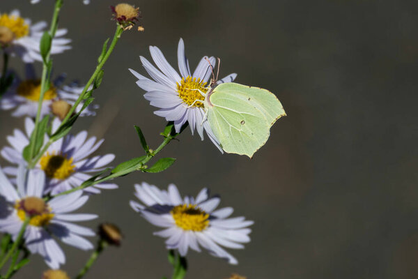 Common brimstone butterfly (Gonepteryx rhamni) sitting on a white daisy in Zurich, Switzerland