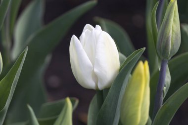 Beyaz Lale, sulu yeşil yaprakları ve sarı bud yakın çekim.