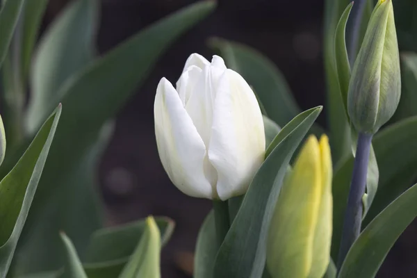 Tulipán Blanco Jugosas Hojas Verdes Brote Amarillo Cerca —  Fotos de Stock