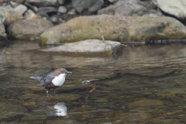 Ak göğüslü kuş - Kepçe (Cinclus) ile bir dağ dere dere booty.