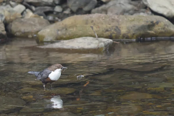 Ak göğüslü kuş - Kepçe (Cinclus) ile bir dağ dere dere booty.