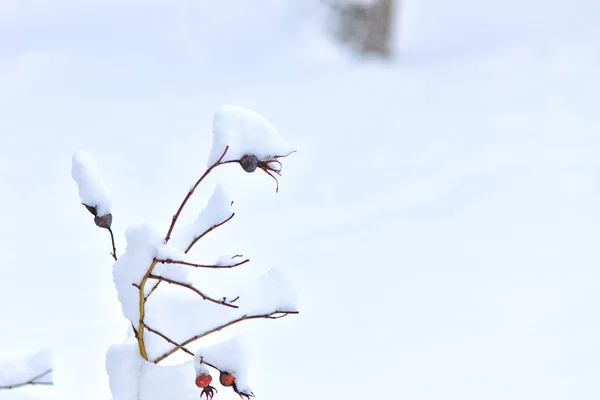 Снежные Шляпы Красных Фруктах Дикой Розы Зимнее Утро — стоковое фото