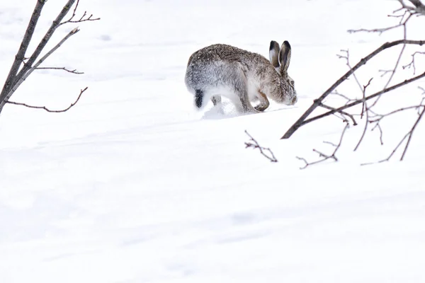 Hare Runs Away White Snow Woods Winter Morning — Stock Photo, Image