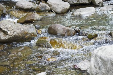 Su küçük dağ nehir taşlı yatakta hızlı akış.