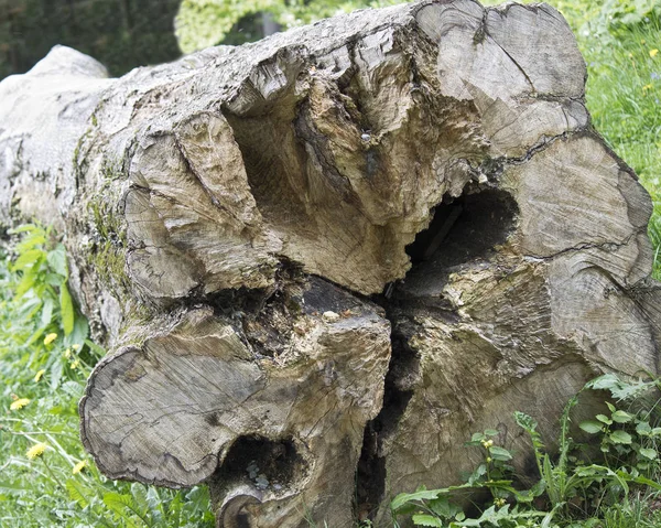 Řezané Zadek Starého Silný Strom Který Leží Zelené Trávě — Stock fotografie