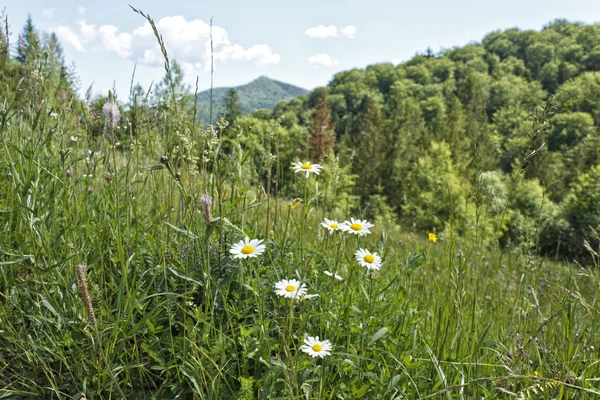 Margaritas blancas en la hierba verde en el fondo de un paisaje de montaña Imágenes De Stock Sin Royalties Gratis