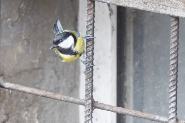 Maminha de pássaro Vivo na vara de uma treliça de ferro em uma abertura de janela — Fotografia de Stock
