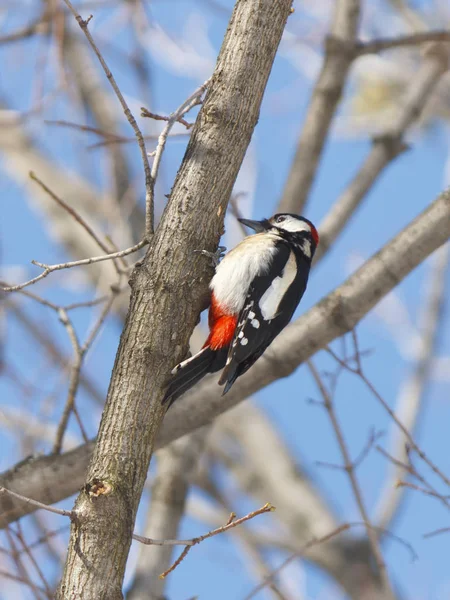 Pica-pau em plumagem brilhante em uma árvore contra o céu de primavera azul — Fotografia de Stock