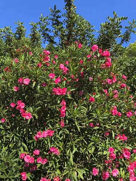 Bella Rosa Fioritura Oleandri Spagna Una Pianta Attraente Resistente Alla — Foto Stock