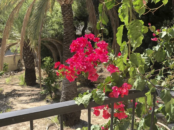 Krásné Bougainvillea Květiny Španělsku — Stock fotografie