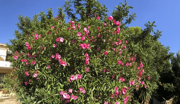 Bella Rosa Fioritura Oleandri Spagna Una Pianta Attraente Resistente Alla — Foto Stock