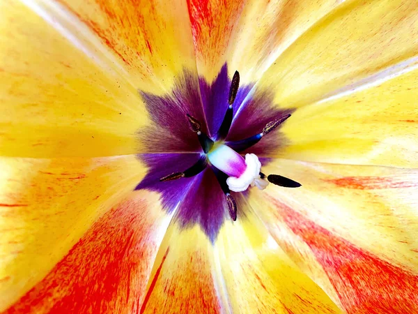 Close Beautiful Tulip Showing Delicate Pretty Colours — Stock Photo, Image