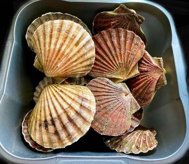 Taze canlı Man Adası Kral Deniz Kabuğu kabuğunda soyulmayı ve yenilmeyi bekliyor.