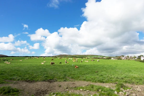 马恩岛的翡翠绿色草地上放牛 — 图库照片