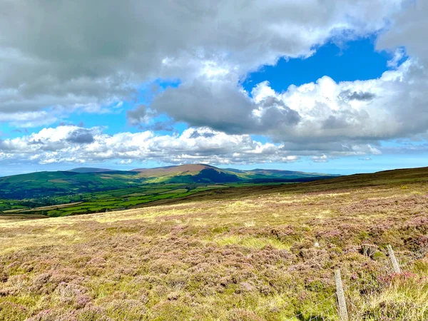 Heather Och Gorse Blommar Sten Hedar Isle Man — Stockfoto