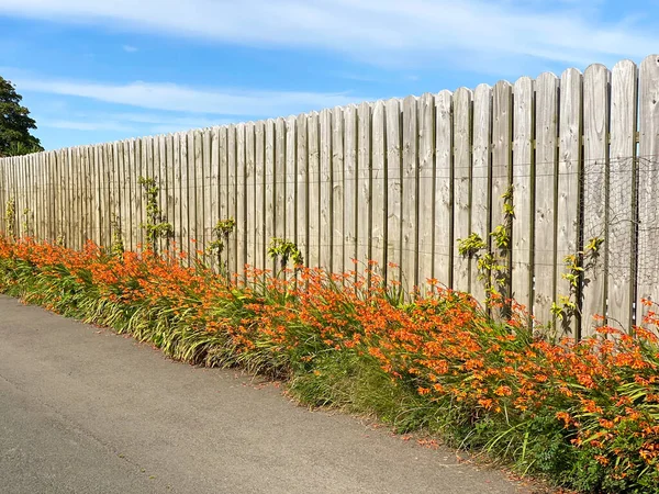 マン島のオレンジ色のモンブレシアの開花田舎 — ストック写真