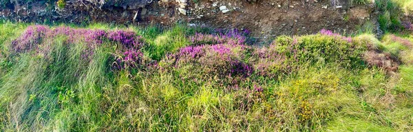 Hermosa Heather Color Púrpura Creciendo Setos Isla Man — Foto de Stock