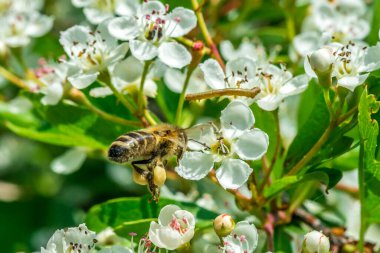 Bal arısı çiçeğe tırtılla uçuyor güneşli, sıcak, yaz gününde