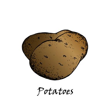 Patates vektör çizim. İzole el çekilmiş patates yığın. 