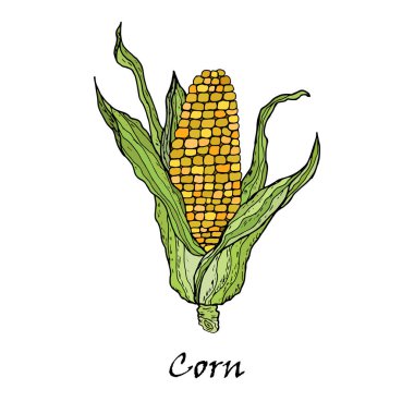 Mısır sebze. Vektör Mısır koçanı yaprakları ile.