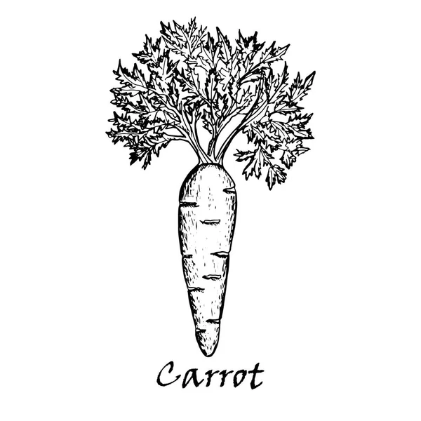 Ilustração desenhada à mão de uma cenoura —  Vetores de Stock