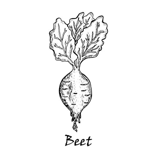 Ilustração desenhada à mão de uma beterraba com folhas —  Vetores de Stock