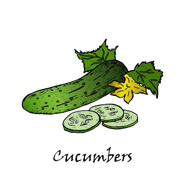Cucumber hand drawn vector illustrations. — Stock Vector