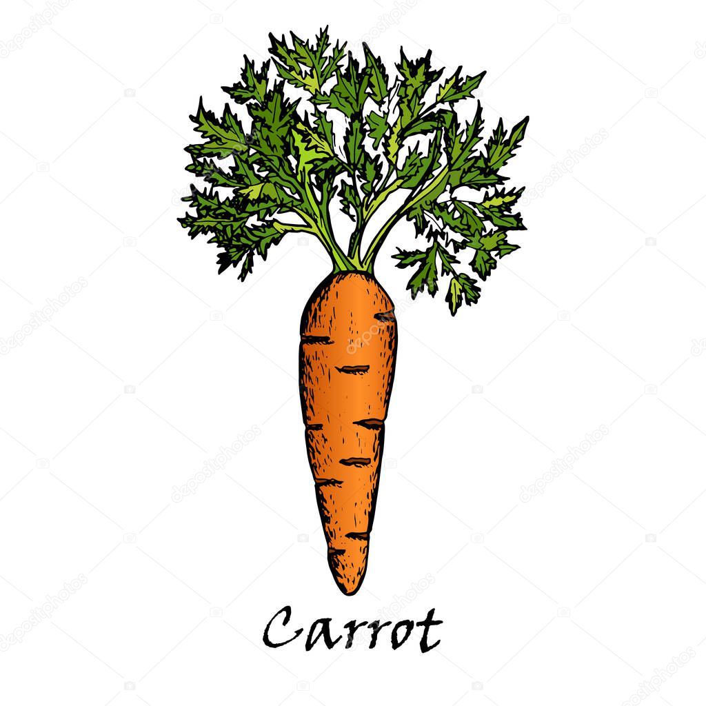 Hand drawn illustration of one carrot