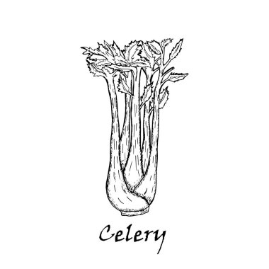 Resimde çizilmiş bir kereviz