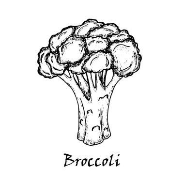 Çizim brokoli. Beyaz arka plan üzerinde izole.