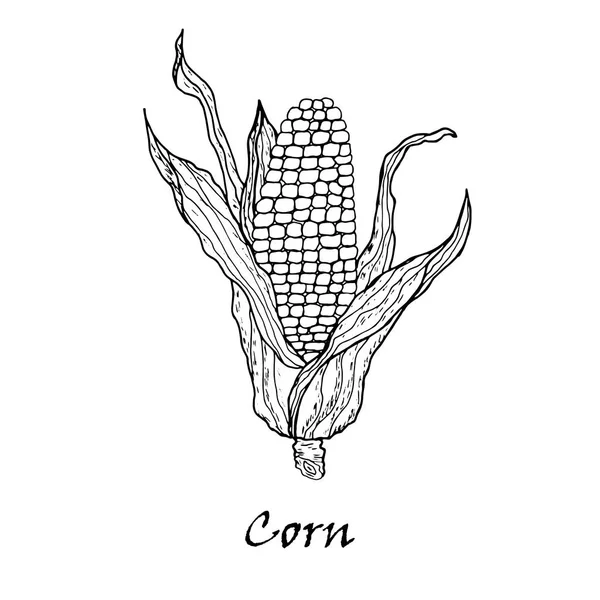 Kukurydza warzyw. Wektor kaczan kukurydzy z liści. — Wektor stockowy