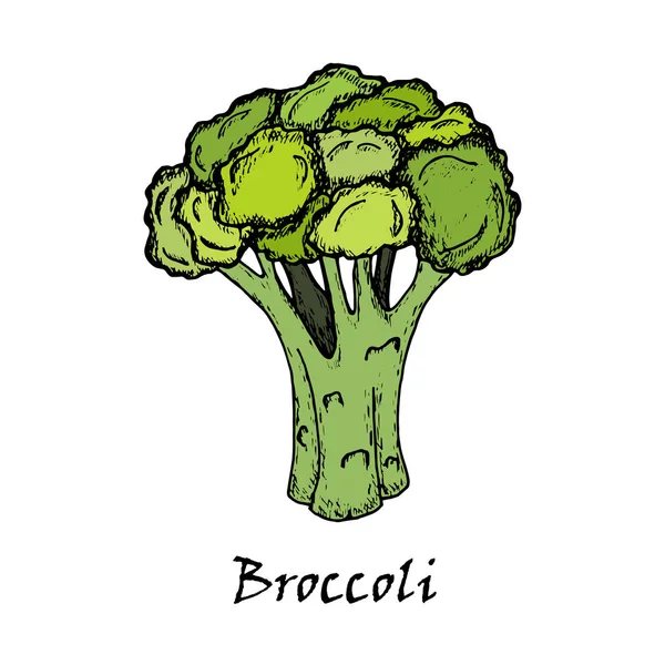 Dibujo de brócoli. Aislado sobre fondo blanco . — Archivo Imágenes Vectoriales