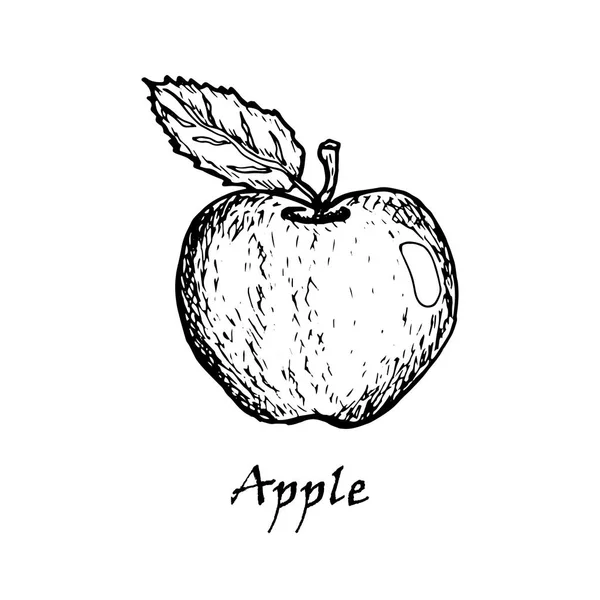 Hand getekende illustratie van een appel met een blad — Stockvector