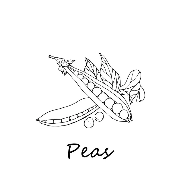 Beyaz arkaplanda yeşil bezelyeler