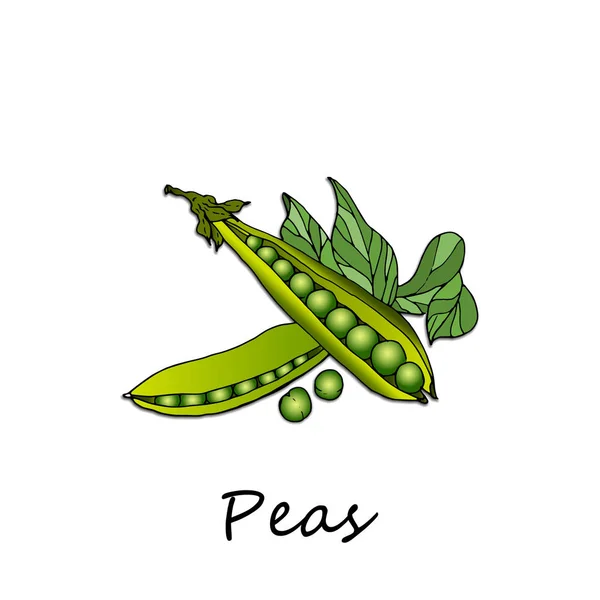 Beyaz arkaplanda yeşil bezelyeler