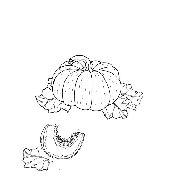 Pumpkin vector drawing.Hand drawn vector illustration. — Stock Vector