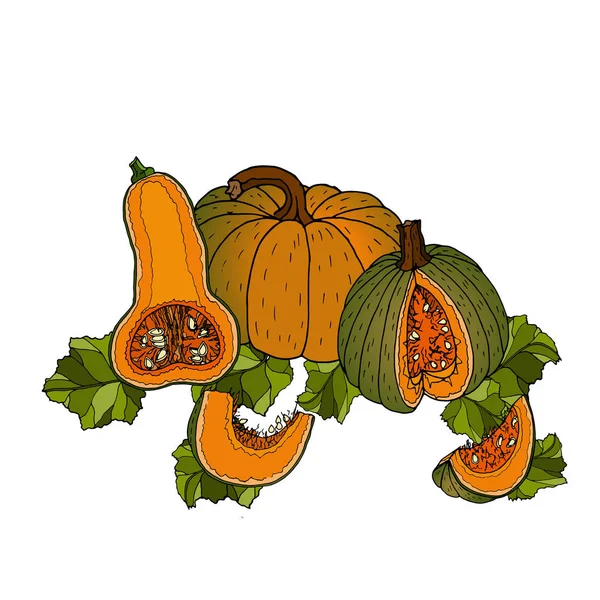 Diferentes variedades de calabazas. Bocetos de verduras de naranja . — Archivo Imágenes Vectoriales