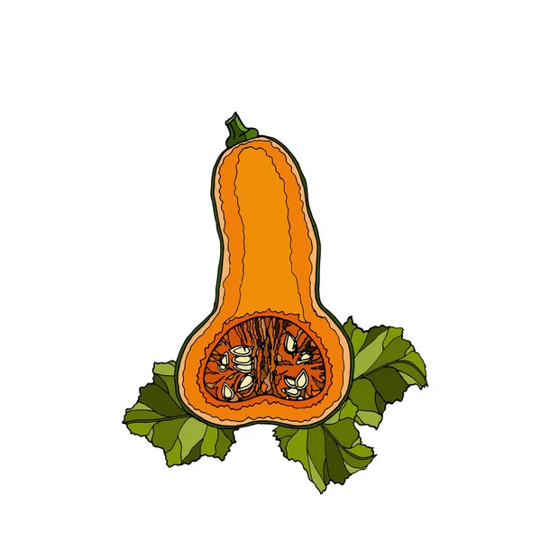 Diferentes variedades de calabazas. Bocetos de verduras de naranja . — Archivo Imágenes Vectoriales